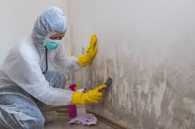  Kingman, AZ Mold Removal & Remediation Pros